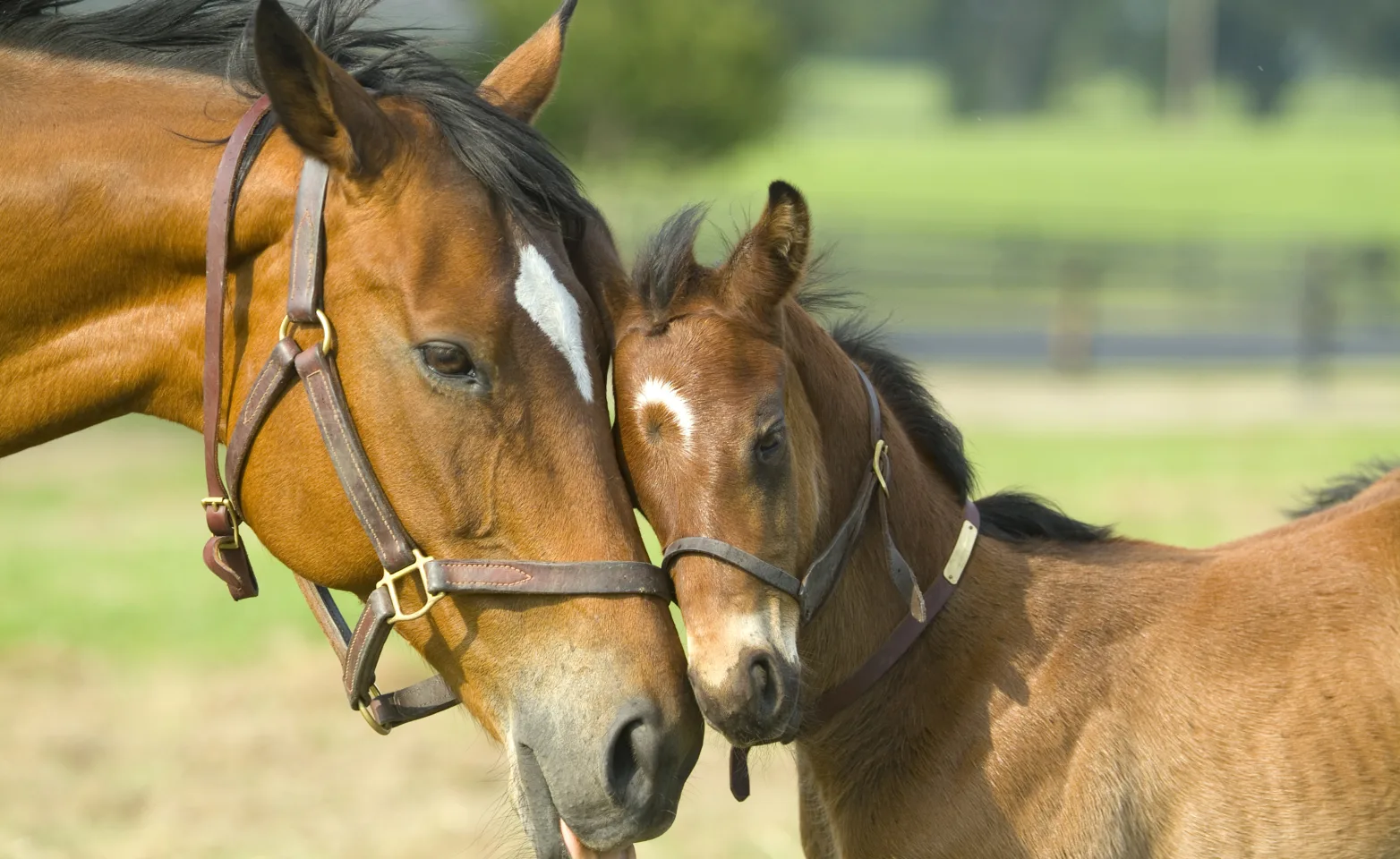 A horse and foal touch heads